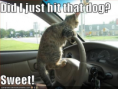 /album/humores-pics-/did-i-just-it-that-dog-sweet-png/